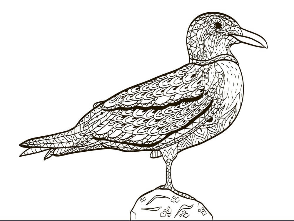 Gaviota Dura