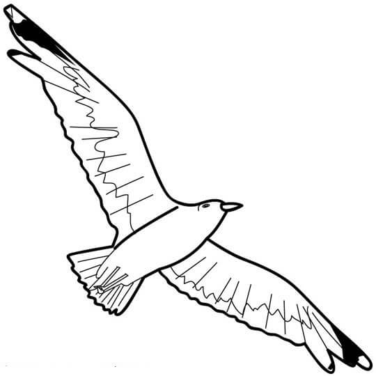 Gaviota Maravillosa