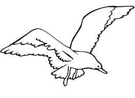 Gaviota Voladora