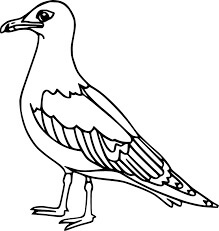 Gaviotas Básicas