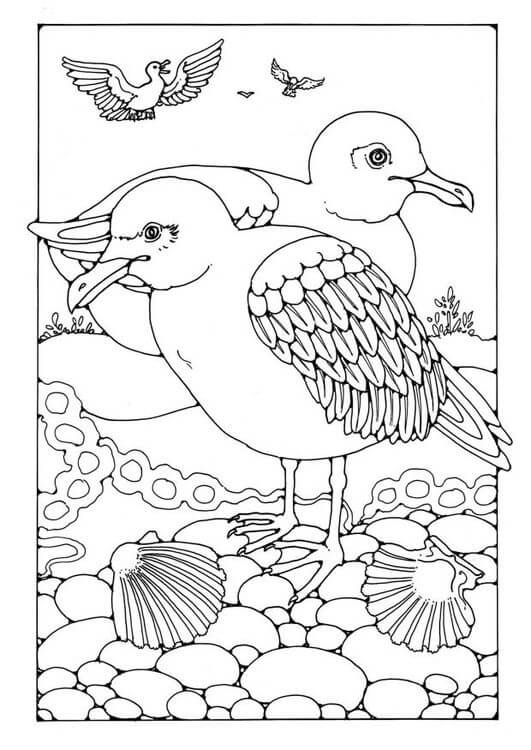 Gaviotas de Aves