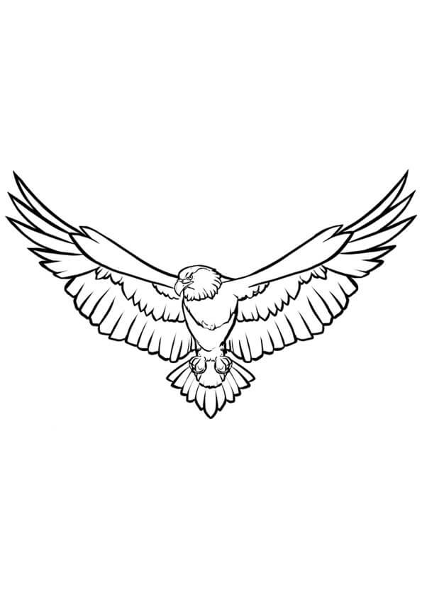 Águila