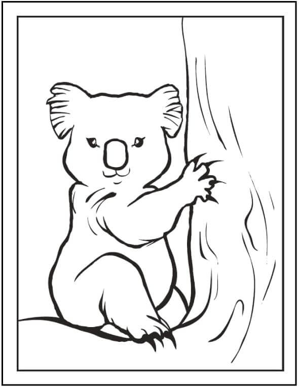 Gran Koala