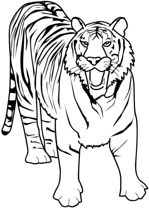 Gran Tigre