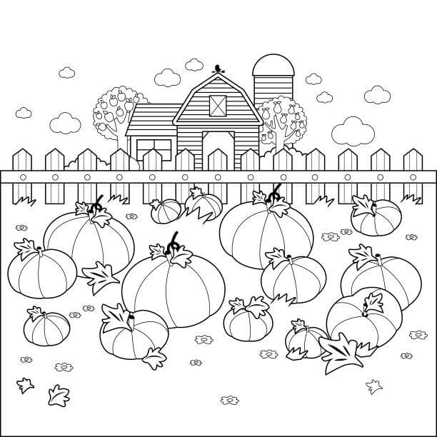 Granja De Calabazas
