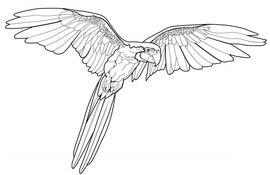 Guacamayo Volador