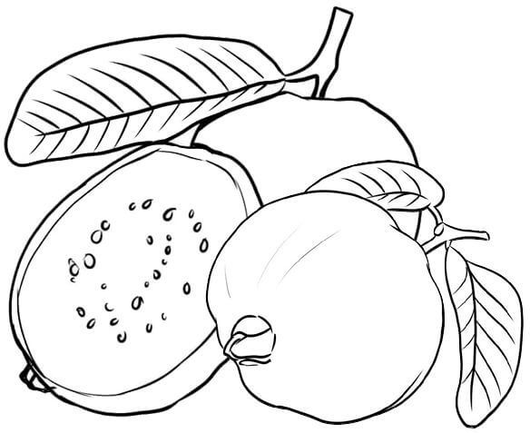 Guayaba Simple