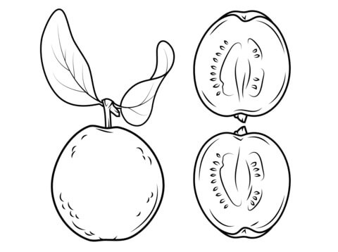 Guayaba y su Sección Transversal