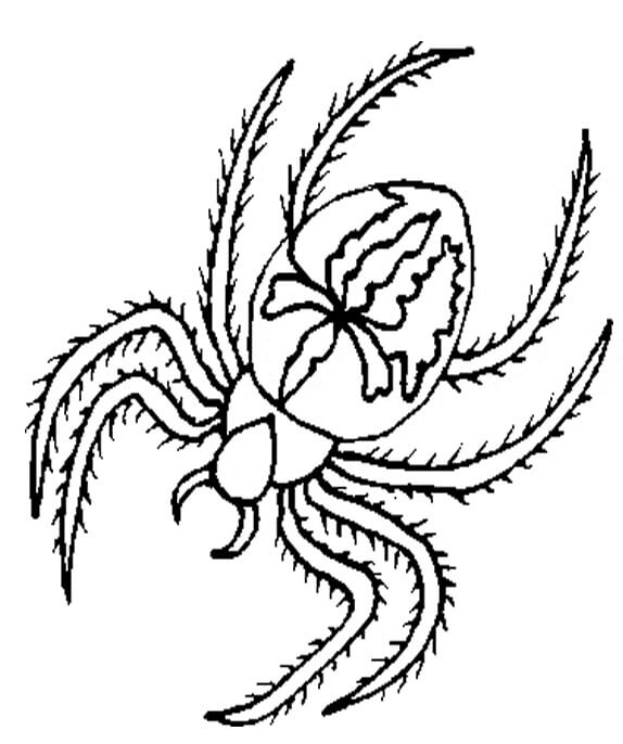 Hermosa Araña