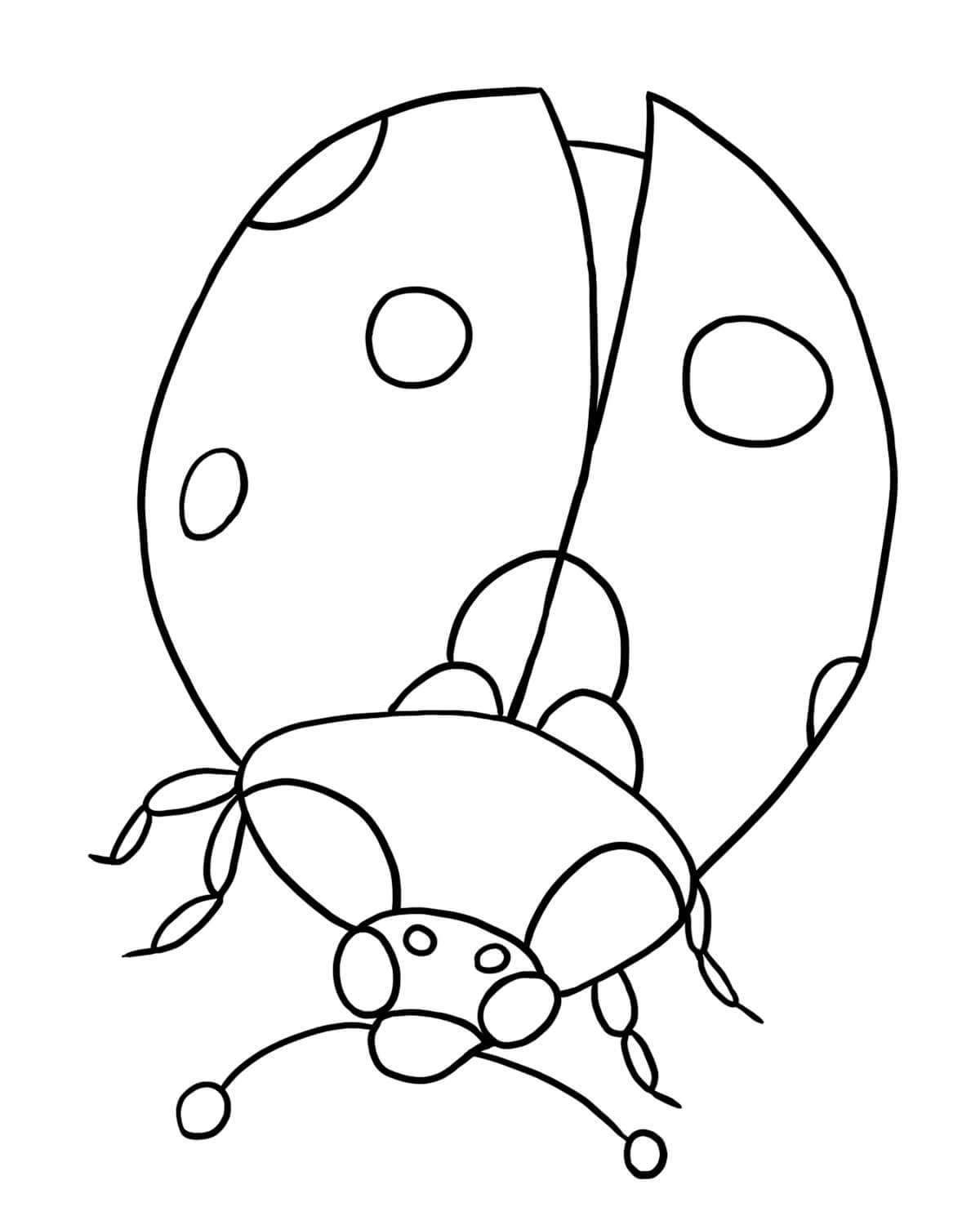 Ladybug