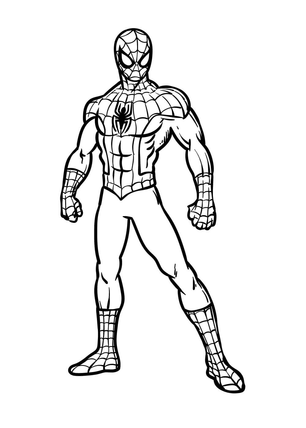 Hombre Araña Basico