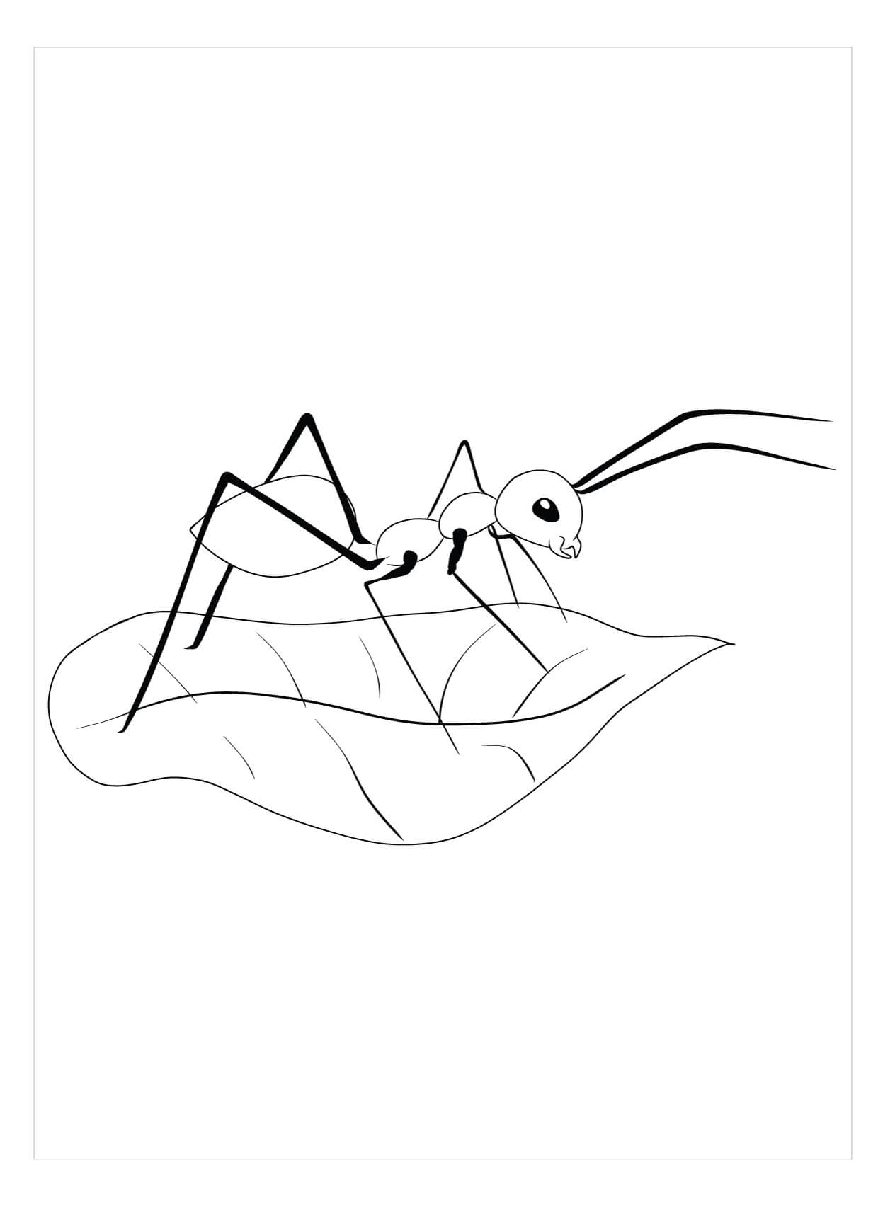 Leafcutter Ant