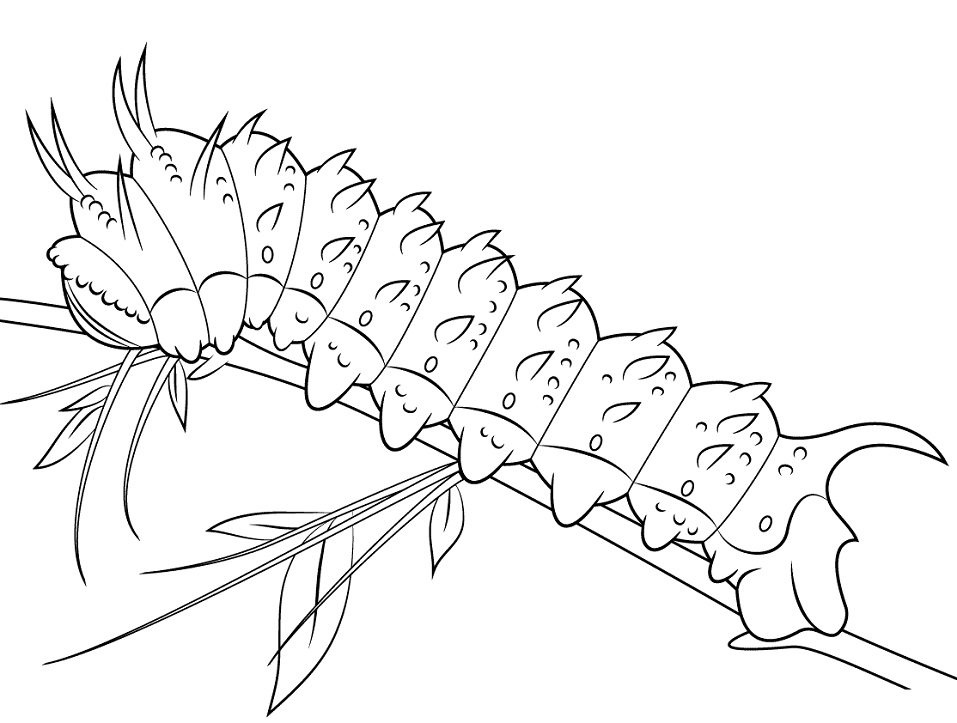 Hubbards Silkmoth Caterpillar