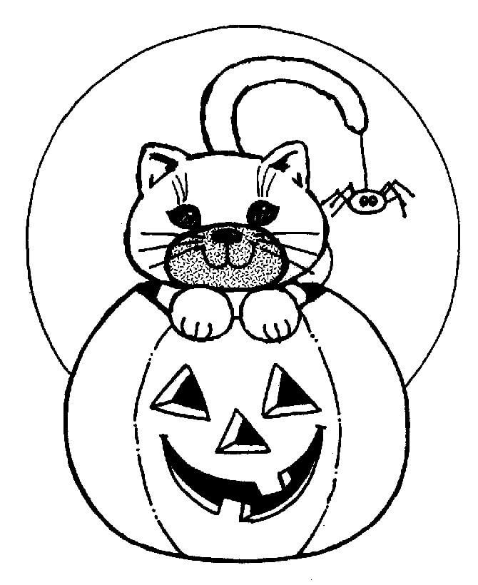 Jack o 'Lantern Con Gato