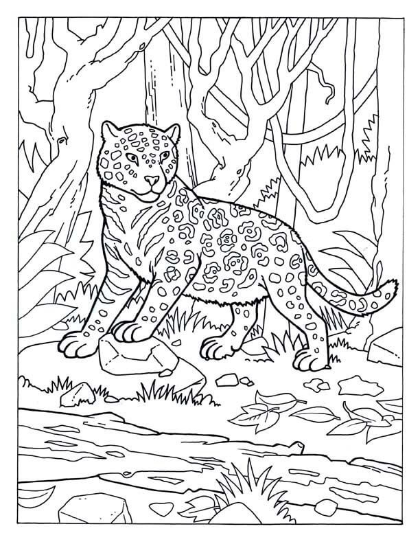 Jaguar Cerca de la Corriente