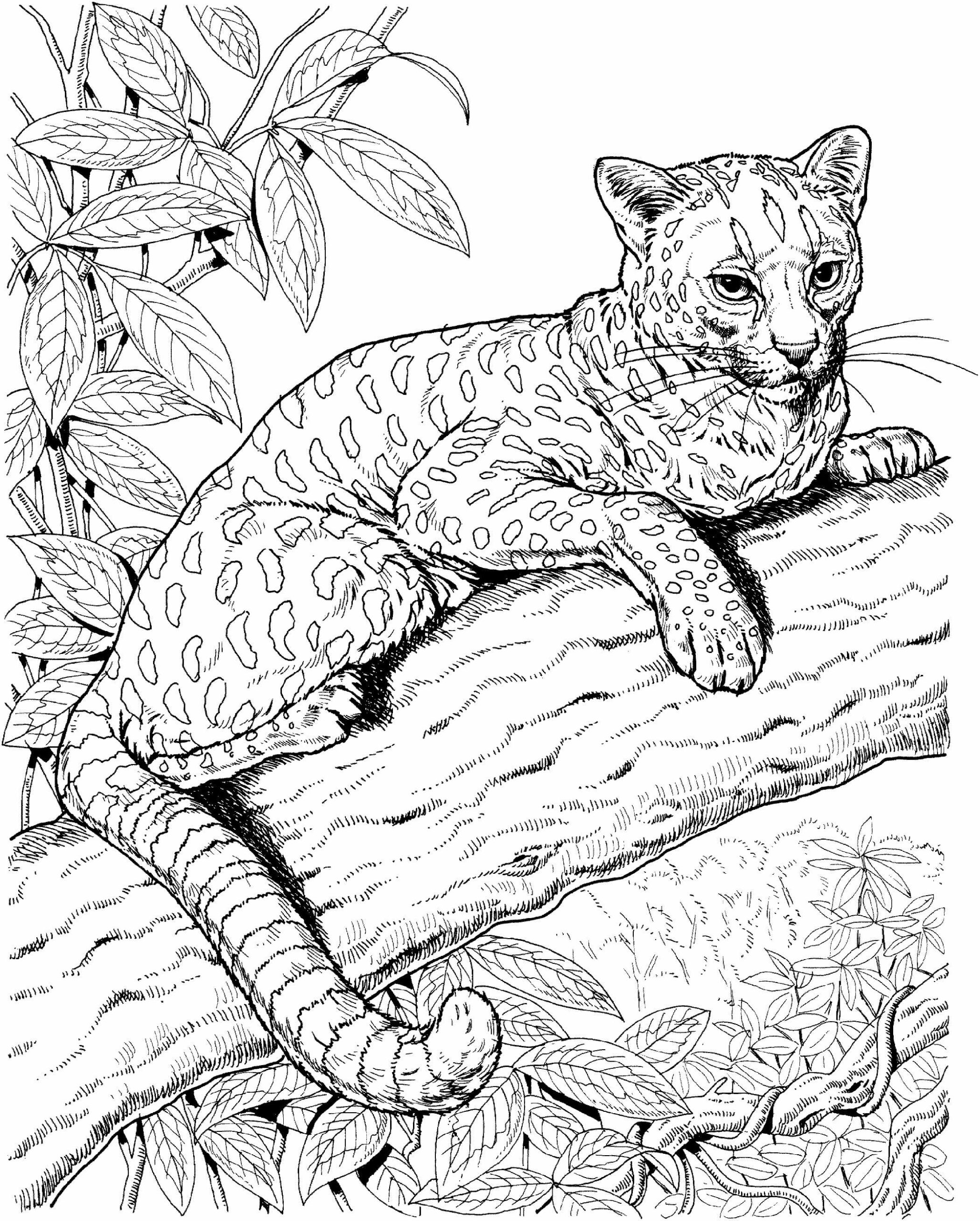 Jaguar es para Adultos