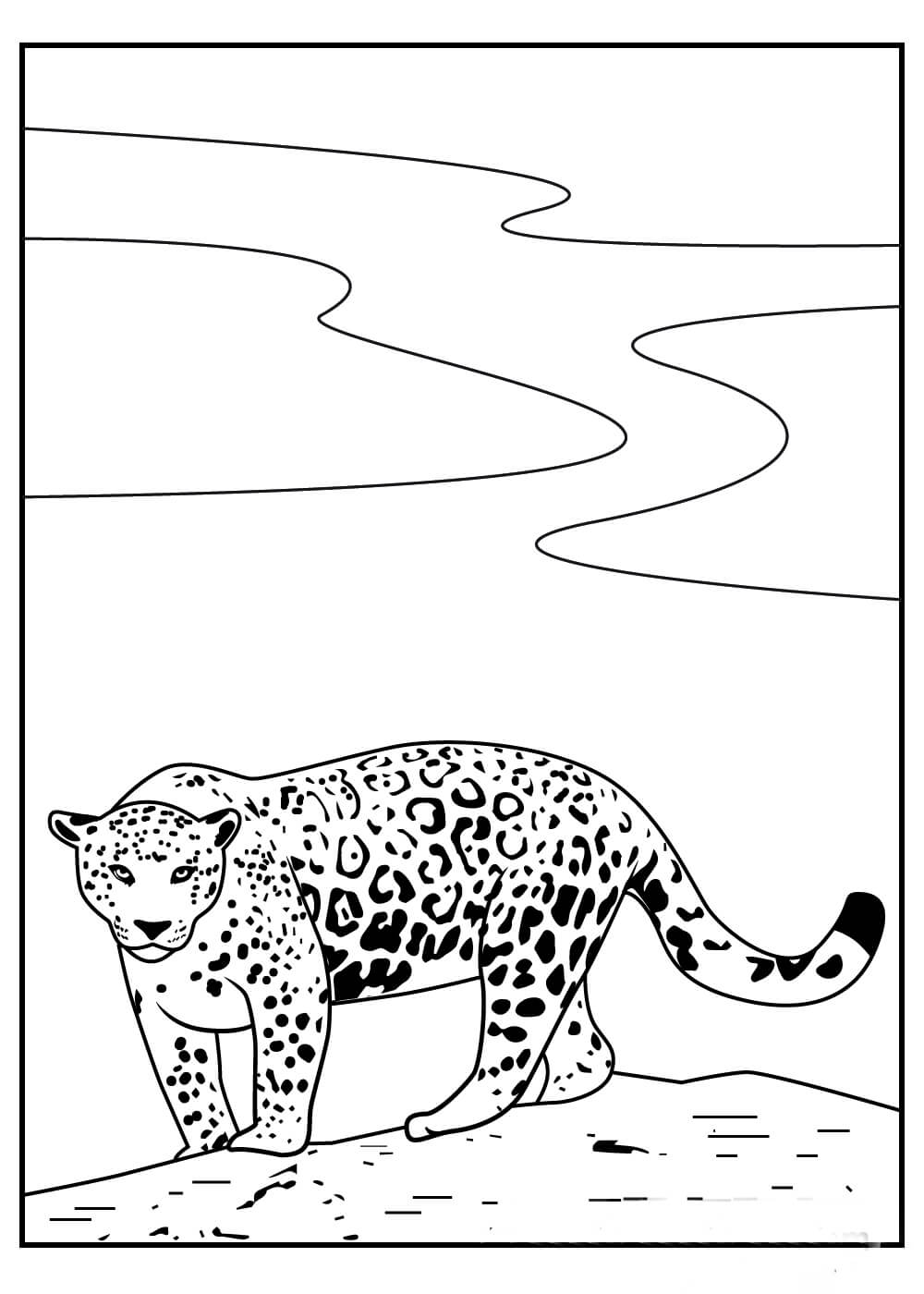 Jaguar Sencillo