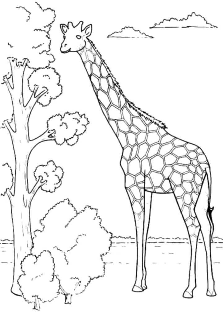 Jirafa con Arbol