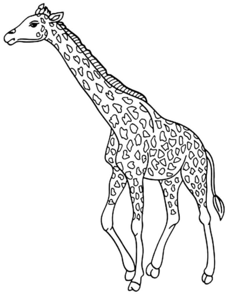 Jirafa Normal