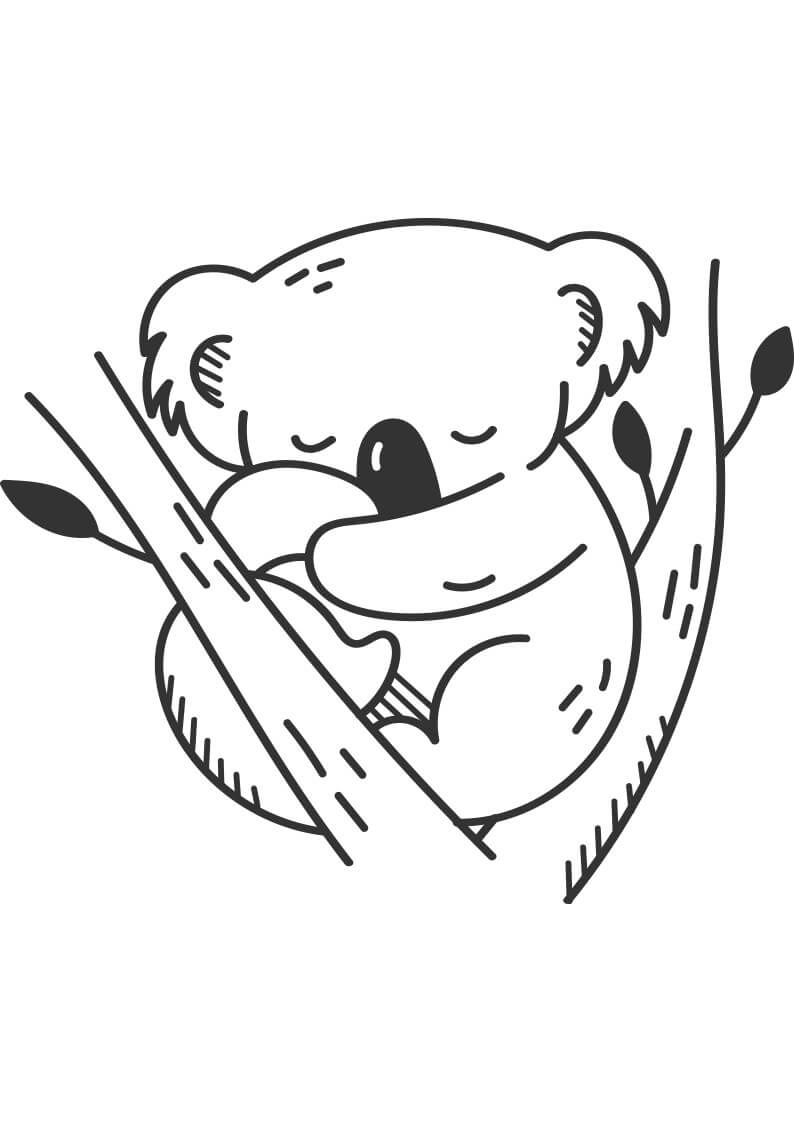 Koala Durmiendo