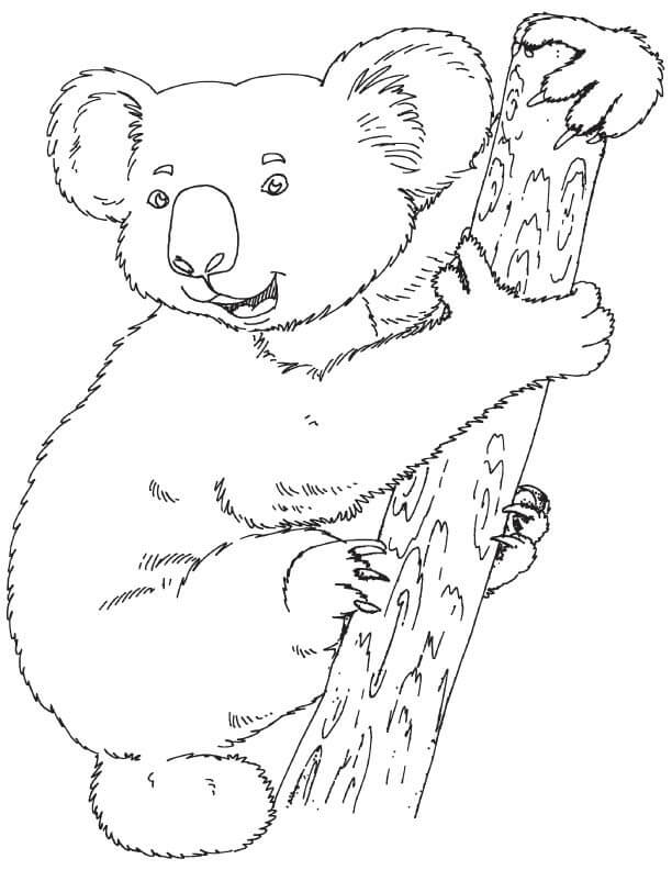 Koala