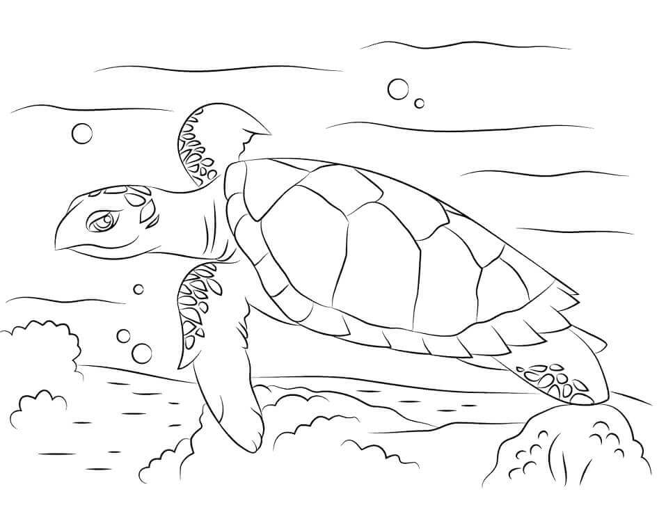Linda Tortuga Carey