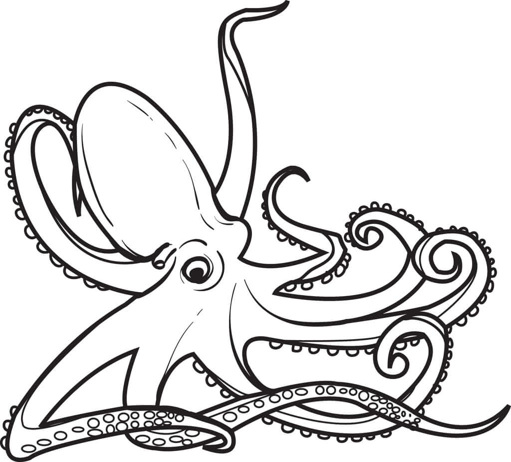 Lindo Pulpo