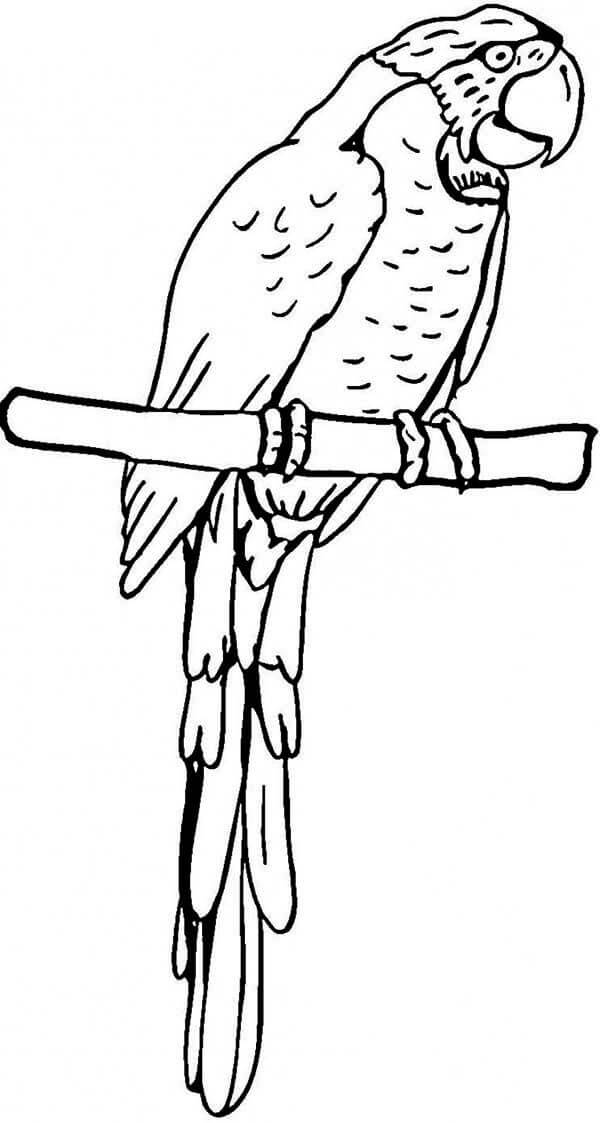 Loro Agradable