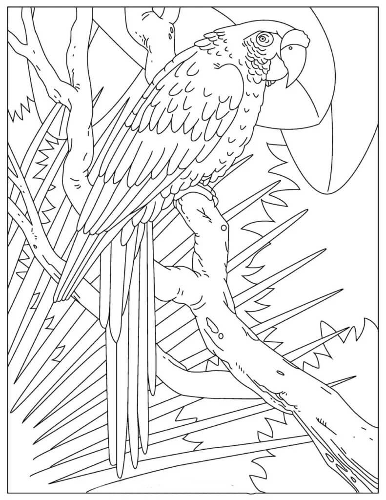 Loro Básico en Árbol