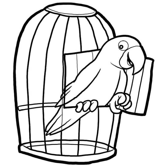 Loro De Mascotasa