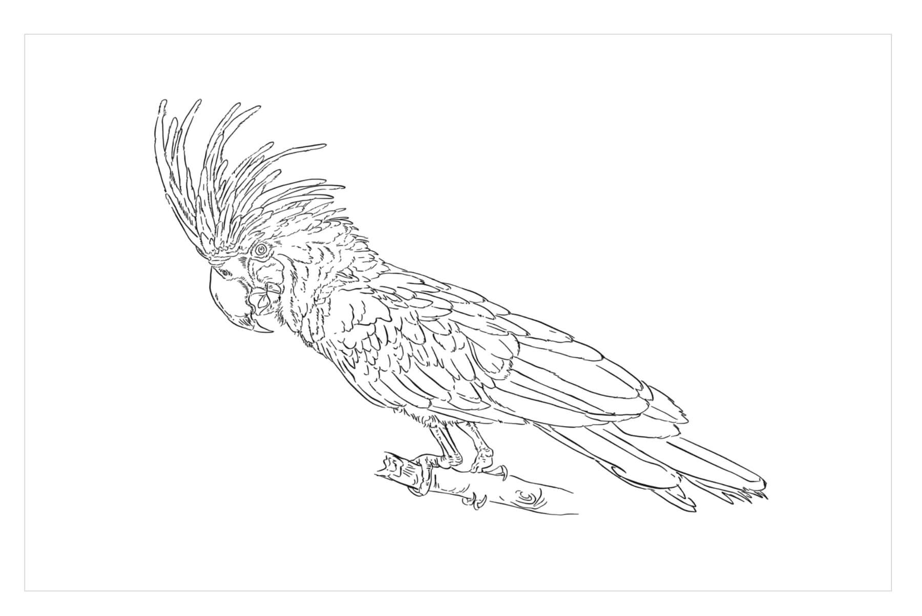 Loro Dibujar a Mano