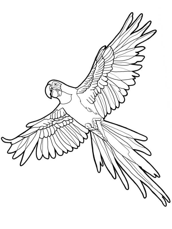 Loro Volando