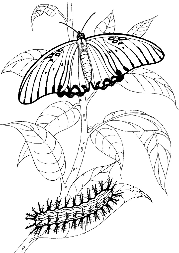 Mariposa Y Oruga