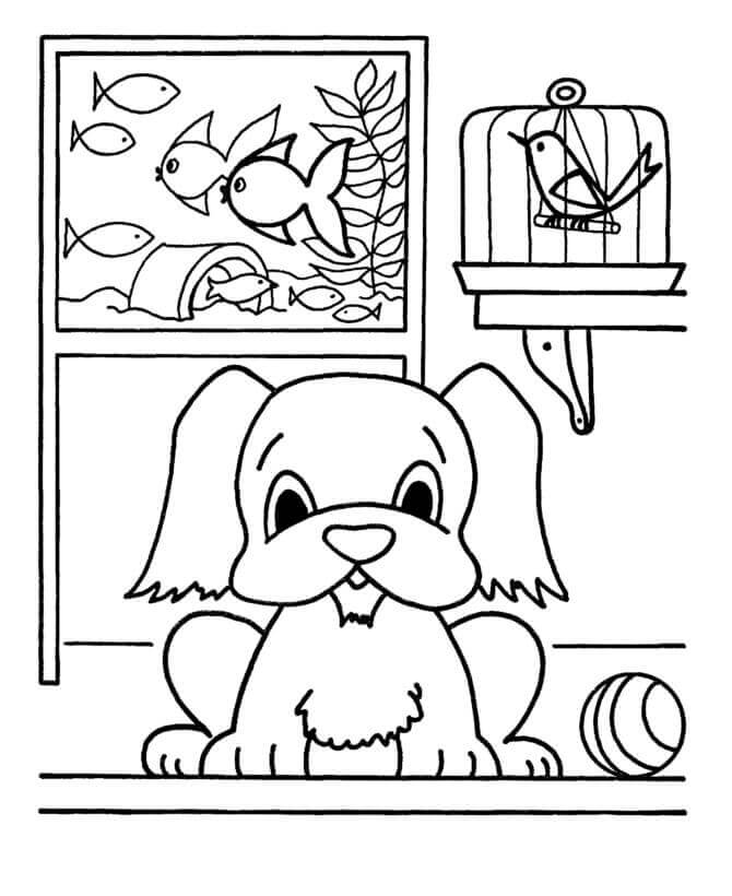 Mascotas De La Casa