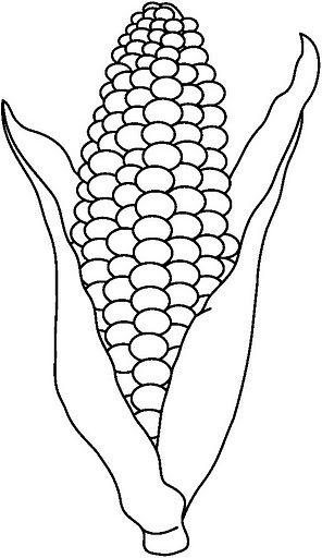 Mazorcas De Maiz