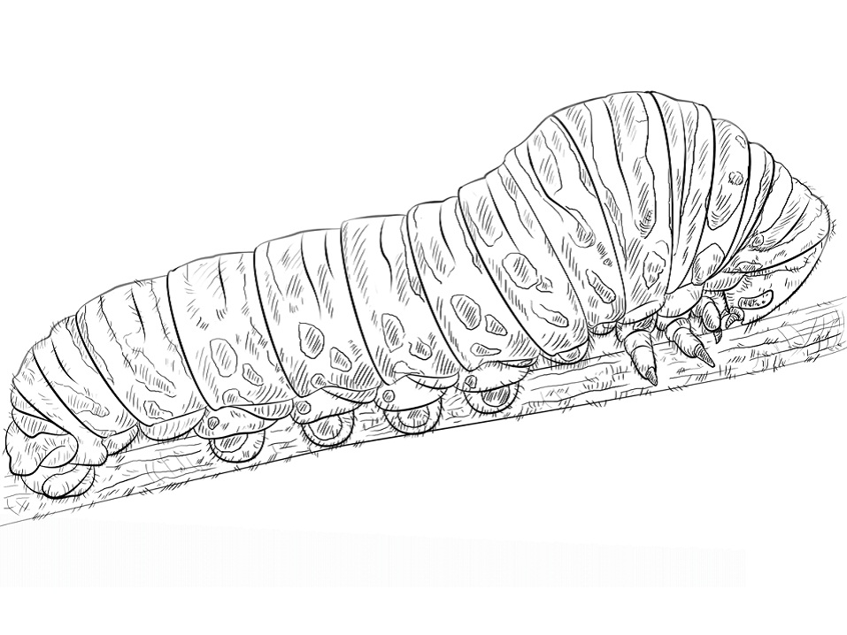 Oruga De Cola De Golondrina