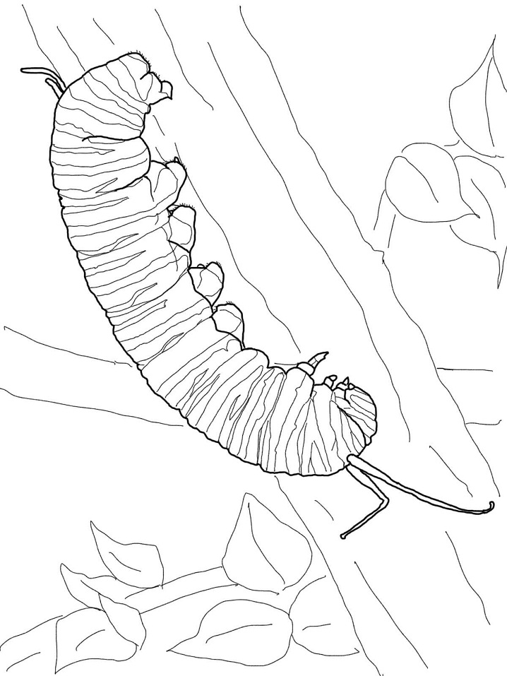 Oruga Monarca