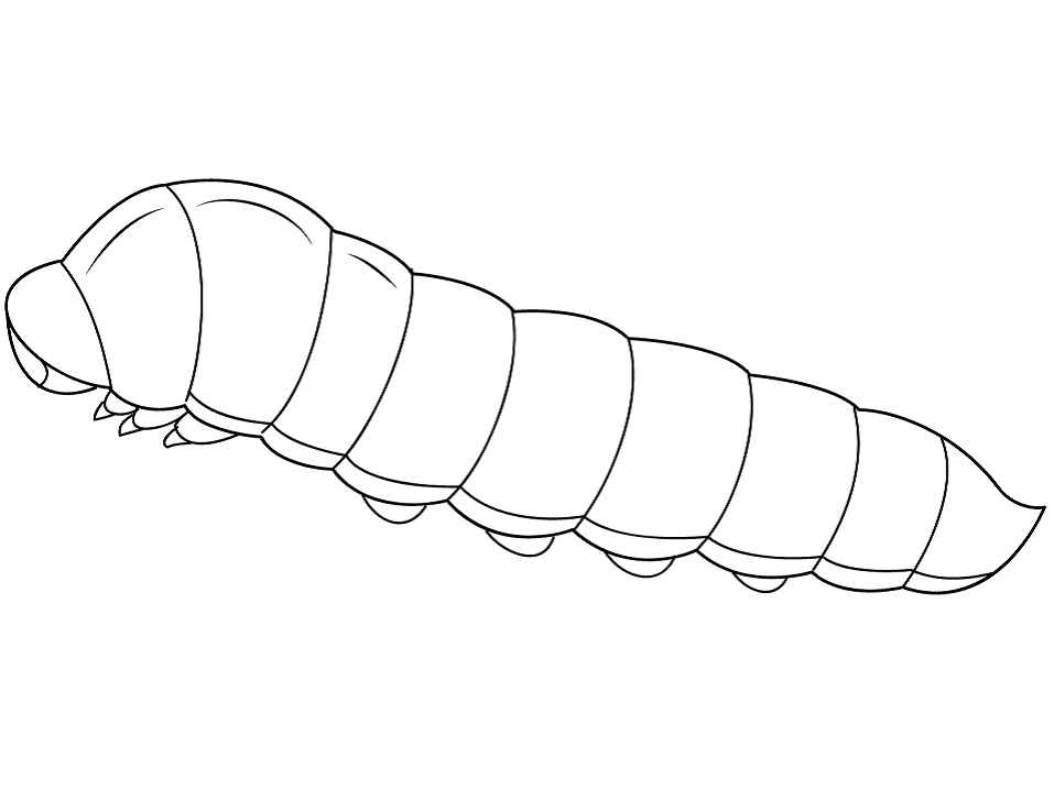 Oruga Normal