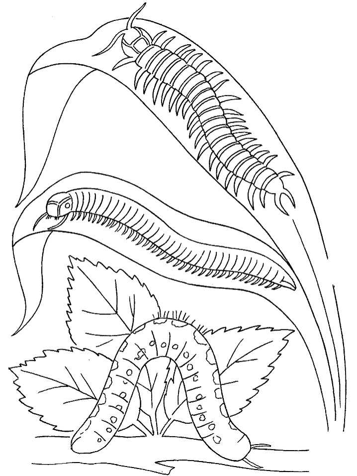 Oruga Y Ciempiés