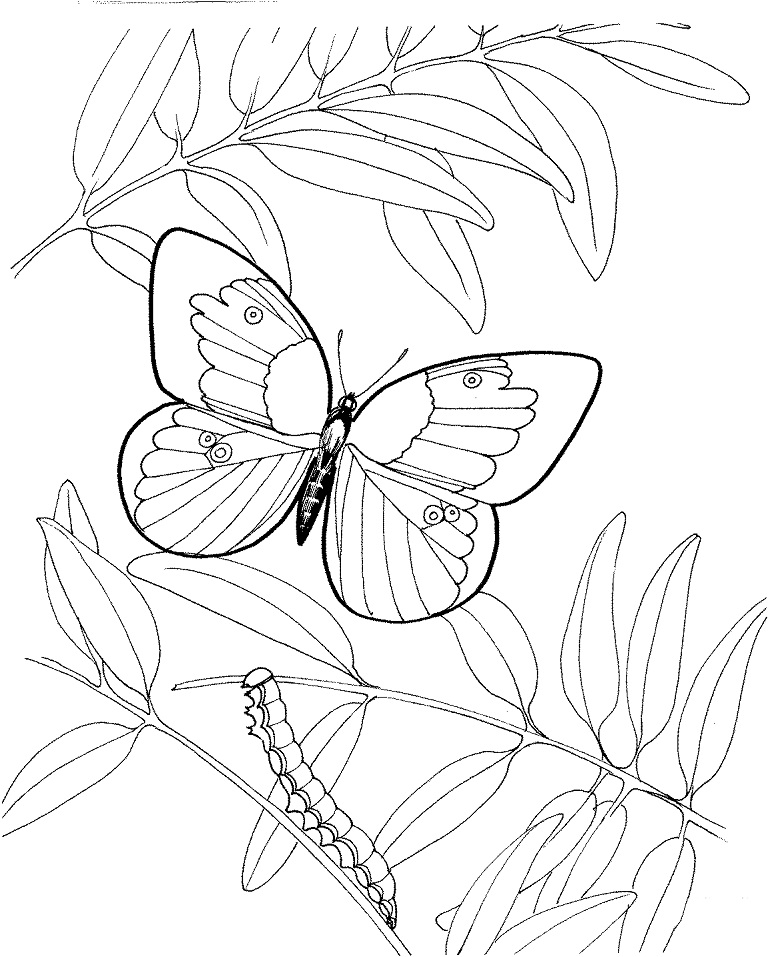 Oruga Y Mariposa