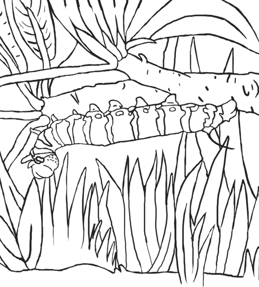 Oruga