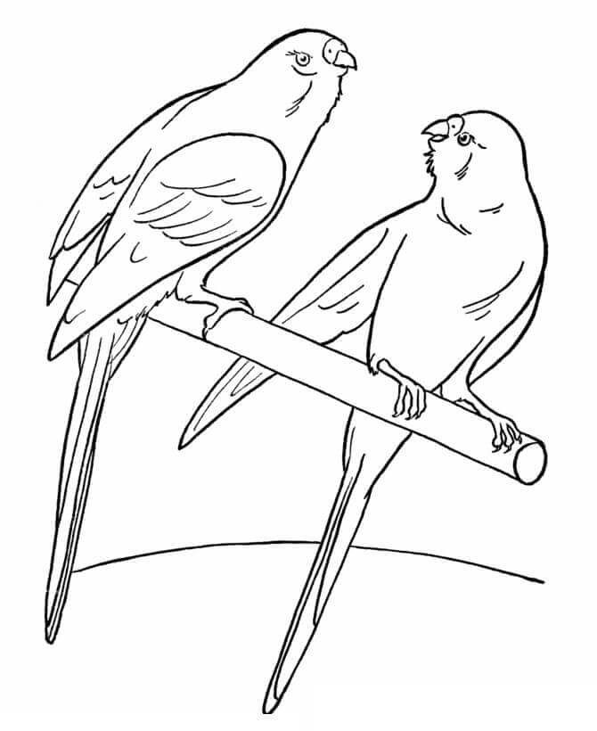Pájaros Del Animal Doméstico
