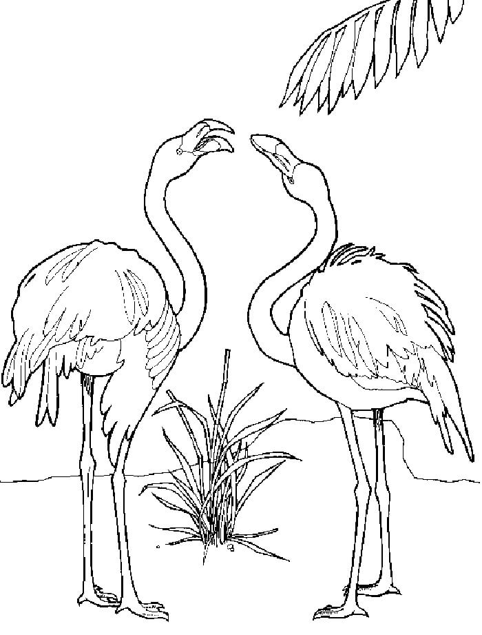 Pareja de Flamencos
