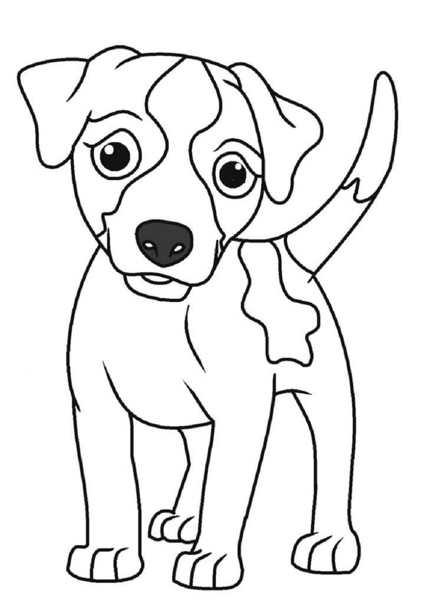 Perro Básico