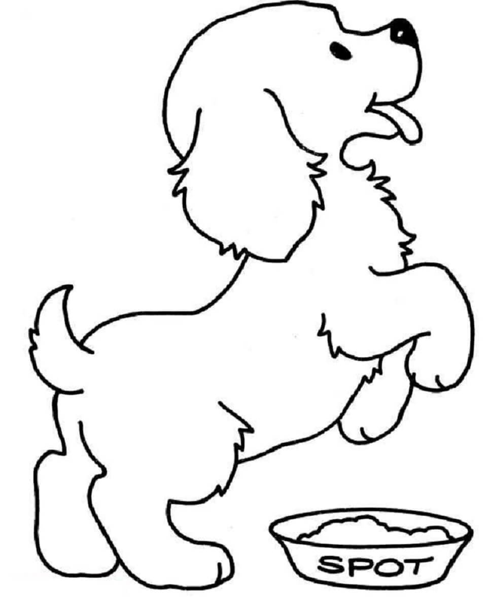 Perro Caniche Feliz