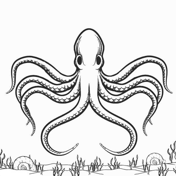 Pulpo Agradable
