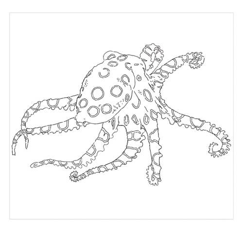 Pulpo de Anillo Azul