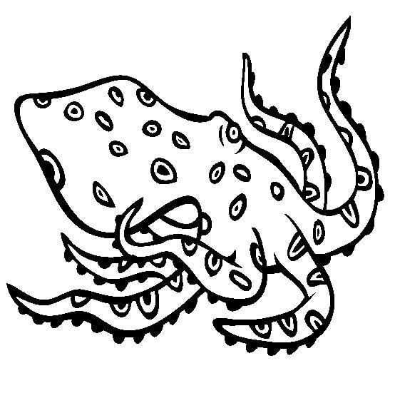 Pulpo de Anillos Azules