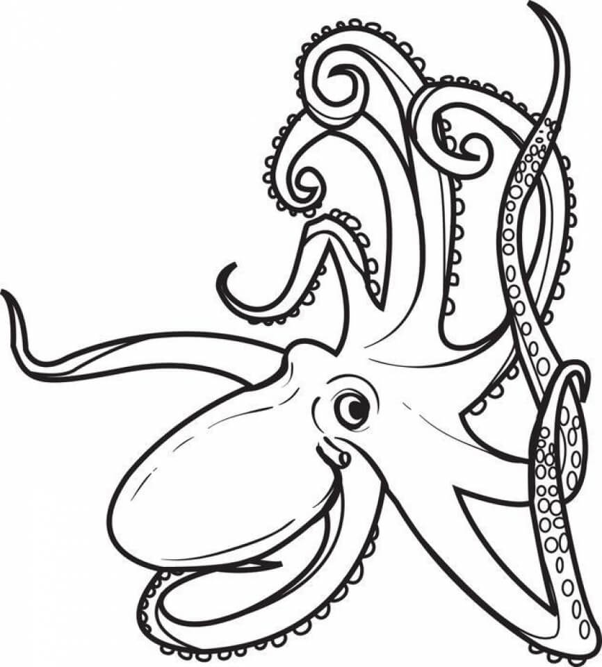 Pulpo Impresionante