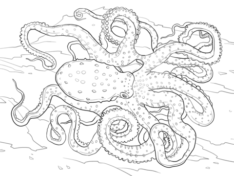 Pulpo Manchado Blanco